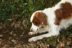 buddelnder Irish red-and-white Setter