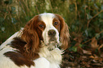 Irish red-and-white Setter Portrait