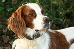 Irish red-and-white Setter Portrait