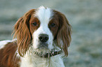 Irish red-and-white Setter Portrait