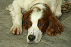 liegender Irish red-and-white Setter