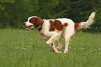 rennender Irish red-and-white Setter