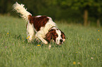 laufender Irish red-and-white Setter