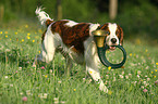 Irish red-and-white Setter apportiert Jagdhorn