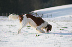 schnuppernder Irish red-and-white Setter