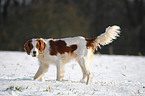 Irish red-and-white Setter