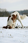 schnuppernder Irish red-and-white Setter