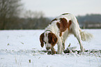 schnuppernder Irish red-and-white Setter