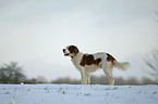 Irish red-and-white Setter