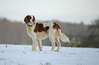 Irish red-and-white Setter