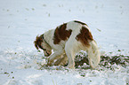 buddelnder Irish red-and-white Setter