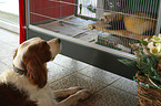 Irish red-and-white Setter