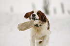 spielender Irish red-and-white Setter