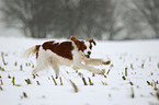 rennender Irish red-and-white Setter