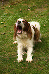 liegender Irish red-and-white Setter