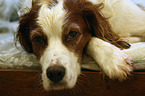 liegender Irish red-and-white Setter