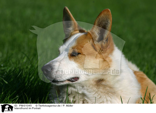 Islandhund im Portrait / Icelandic Sheepdog Portrait / PM-01045