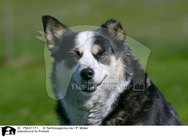 Islandhund im Portrait / Icelandic Sheepdog Portrait / PM-01171