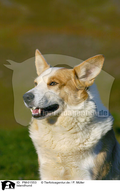 Islandhund / Icelandic Sheepdog / PM-01553