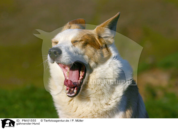 ghnender Hund / yawning dog / PM-01555