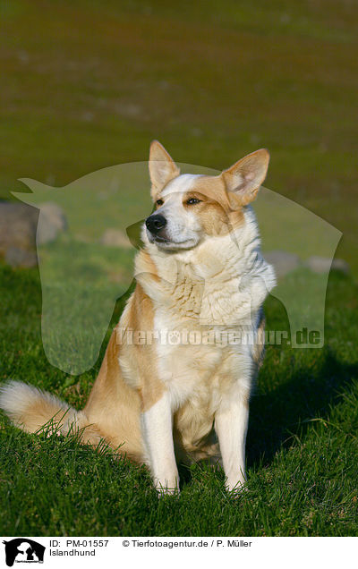 Islandhund / Icelandic Sheepdog / PM-01557