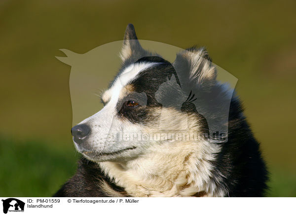 Islandhund / Icelandic Sheepdog / PM-01559