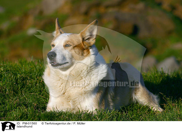 Islandhund / Icelandic Sheepdog / PM-01560