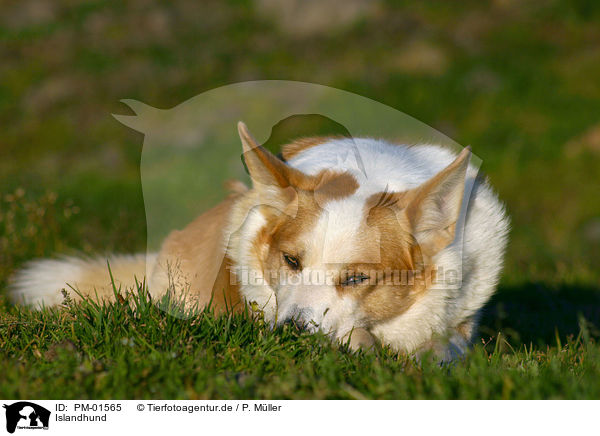 Islandhund / Icelandic Sheepdog / PM-01565