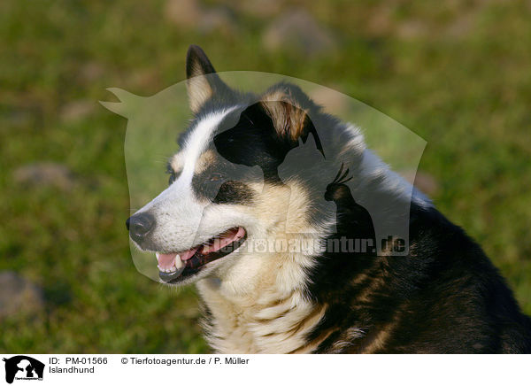 Islandhund / Icelandic Sheepdog / PM-01566