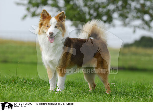 Islandhund / Icelandic sheepdog / SST-05302