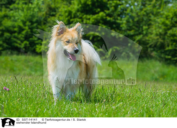 stehender Islandhund / standing Icelandic Sheepdog / SST-14141