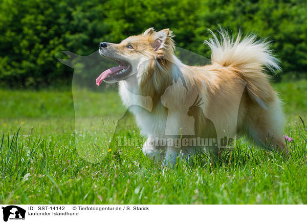 laufender Islandhund / walking Icelandic Sheepdog / SST-14142