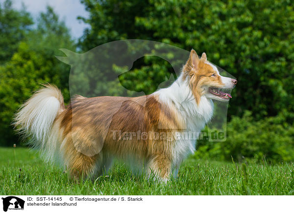 stehender Islandhund / standing Icelandic Sheepdog / SST-14145