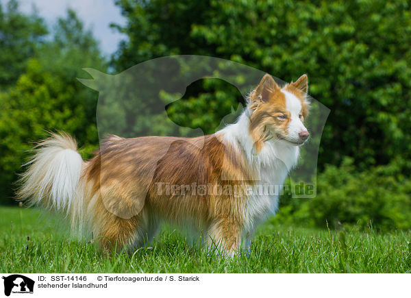 stehender Islandhund / standing Icelandic Sheepdog / SST-14146