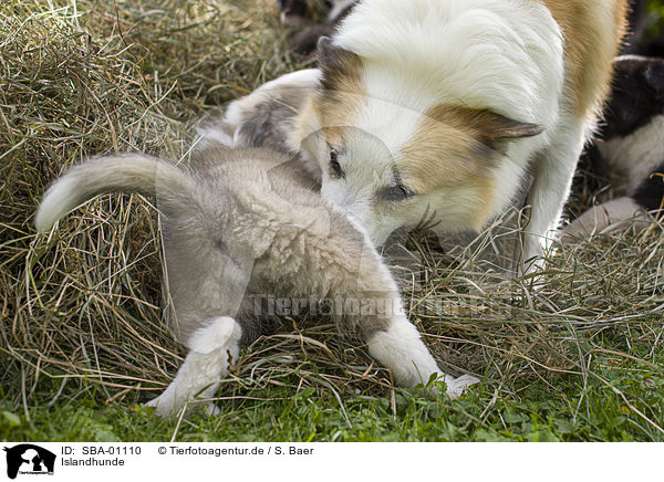 Islandhunde / Icelandic Dogs / SBA-01110
