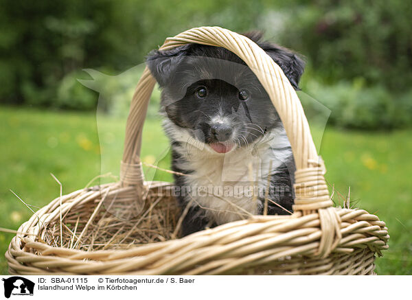 Islandhund Welpe im Krbchen / Icelandic dog puppy in basket / SBA-01115