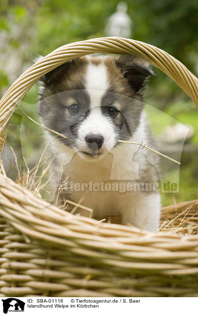 Islandhund Welpe im Krbchen / SBA-01116