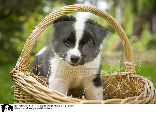 Islandhund Welpe im Krbchen / Icelandic dog puppy in basket / SBA-01117