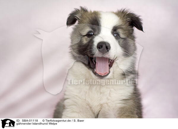 g�hnender Islandhund Welpe / yawning Icelandic dog puppy / SBA-01118