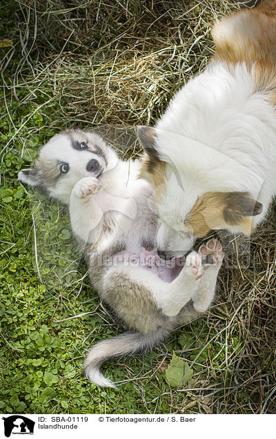 Islandhunde / Icelandic Dogs / SBA-01119