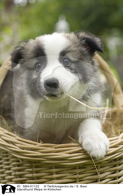 Islandhund Welpe im K�rbchen / Icelandic dog puppy in basket / SBA-01122