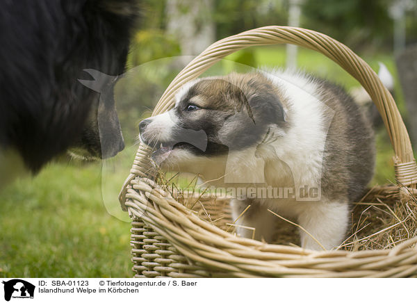 Islandhund Welpe im K�rbchen / Icelandic dog puppy in basket / SBA-01123