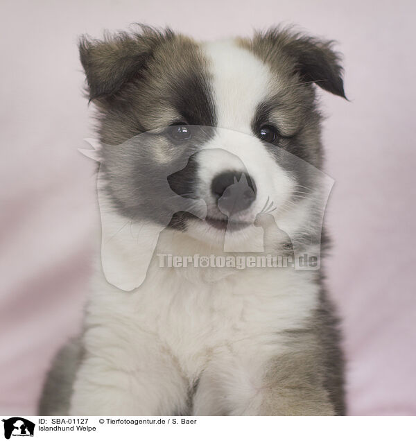 Islandhund Welpe / Icelandic dog puppy / SBA-01127