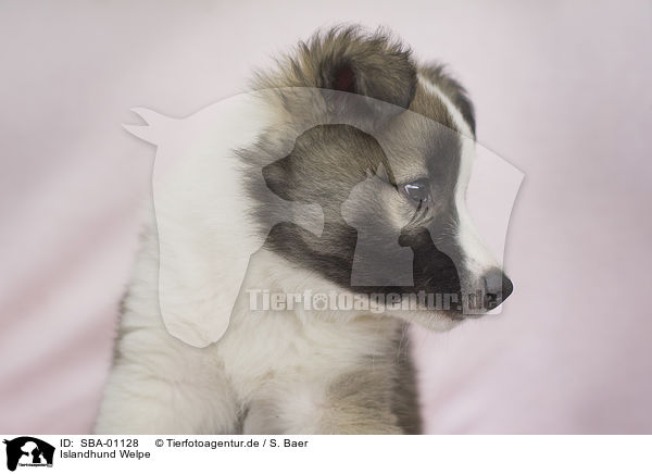 Islandhund Welpe / SBA-01128