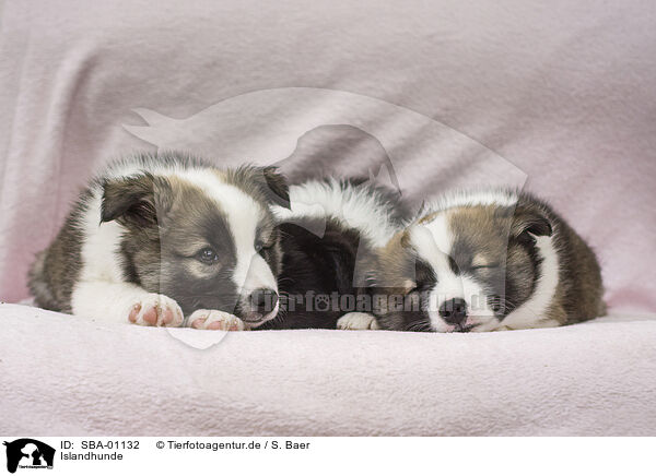 Islandhunde / Icelandic Dogs / SBA-01132