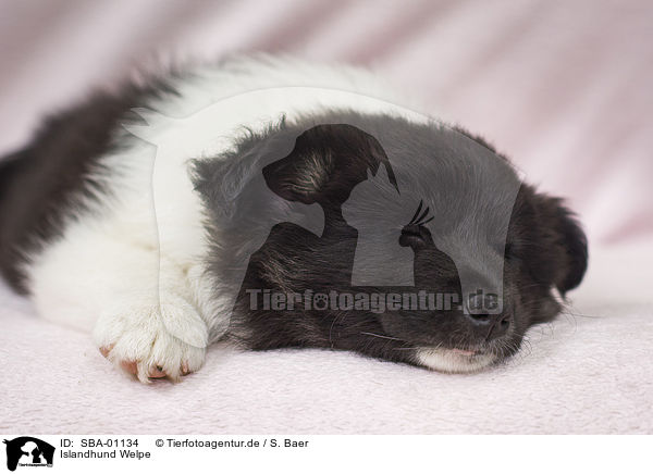 Islandhund Welpe / Icelandic dog puppy / SBA-01134