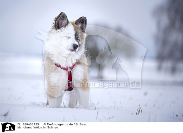 Islandhund Welpe im Schnee / SBA-01135