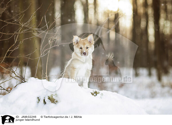 junger Islandhund / JAM-02246