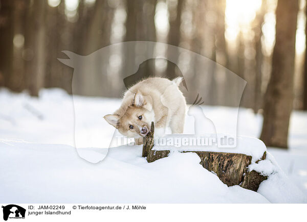 junger Islandhund / JAM-02249