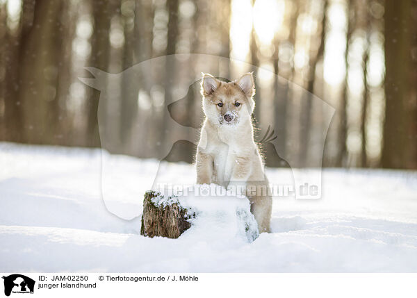 junger Islandhund / JAM-02250